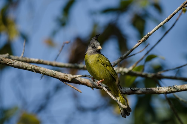 Grzywacz ptak Finchbill (Spizixos canifrons)