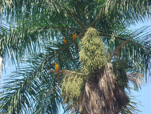 Zdjęcie guacamayas na palmie