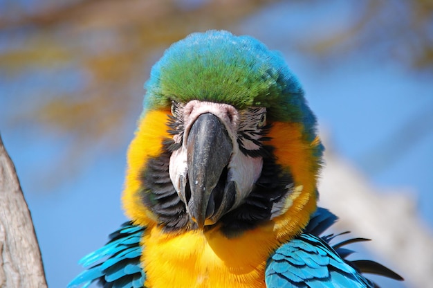 Guacamayo