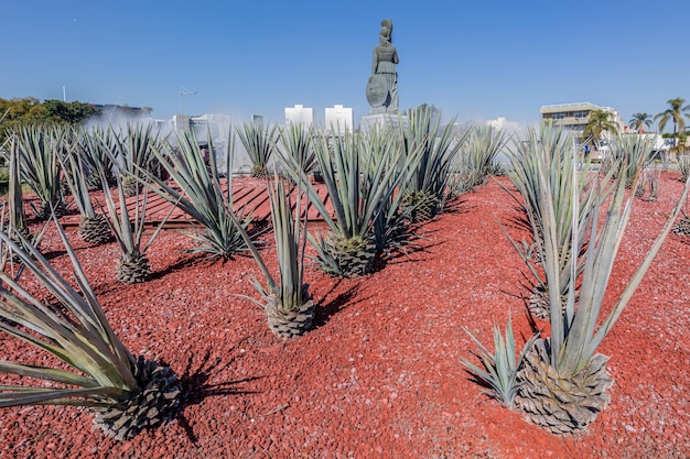 Guadalajara Jalisco Meksyk 8 stycznia 2023 rośliny agawy na kamiennym czerwonym terenie dekorują fontannę Glorieta Minerva na tle niebieskiego nieba Rzymska bogini i budynki w tle słoneczny dzień w mieście