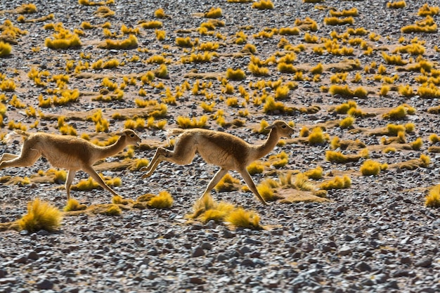 Guanaco (lama Guanicoe) W Patagonii