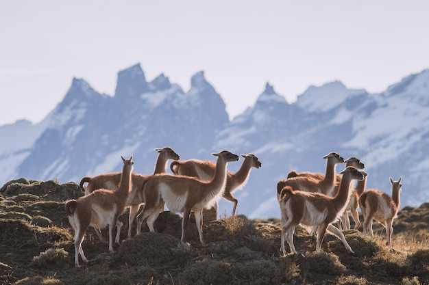 Guanaco pasie się na trawie na tle nieba
