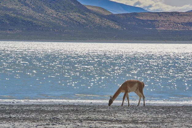 guanaco w Patagonii dzika lama