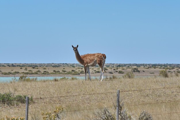 guanaco w Patagonii dzika lama