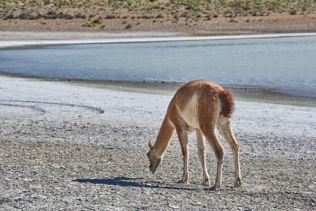 guanaco w Patagonii dzika lama