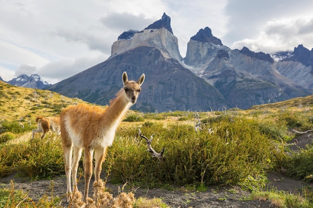 Guanaco