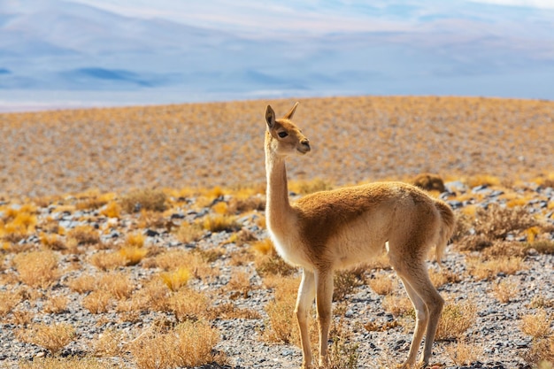 Guanaco