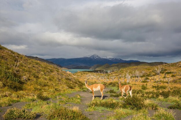 Guanaco