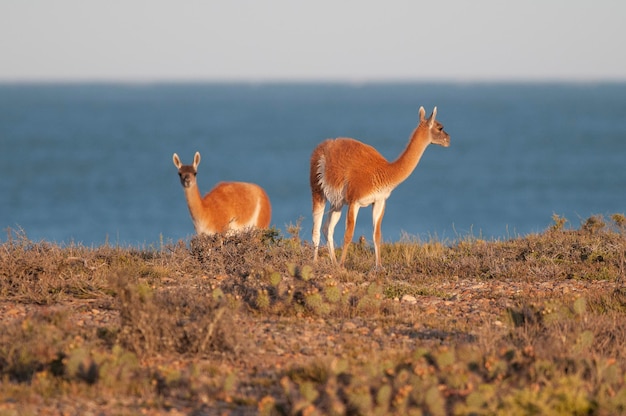 Guanako Lama Guanicoe Luro Park La Pampa Prowincja La Pampa Argentyna