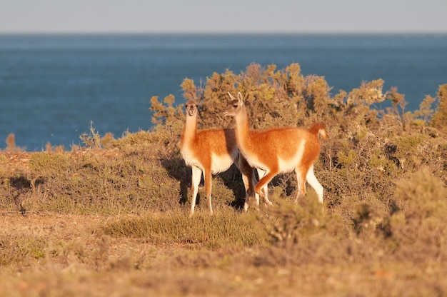 Guanako Lama Półwysep Guanicoe Valdes Miejsce światowego dziedzictwa UNESCO Patagonia Argentyna