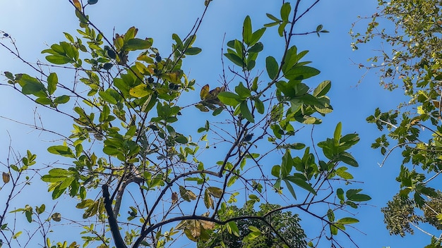 Zdjęcie guawa na drzewie z bezchmurnym tle błękitnego nieba