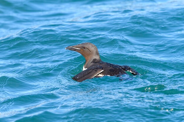 Guillemot - ptak arktyczny w naturalnym środowisku archipelagu Ziemi Franciszka Józefa.