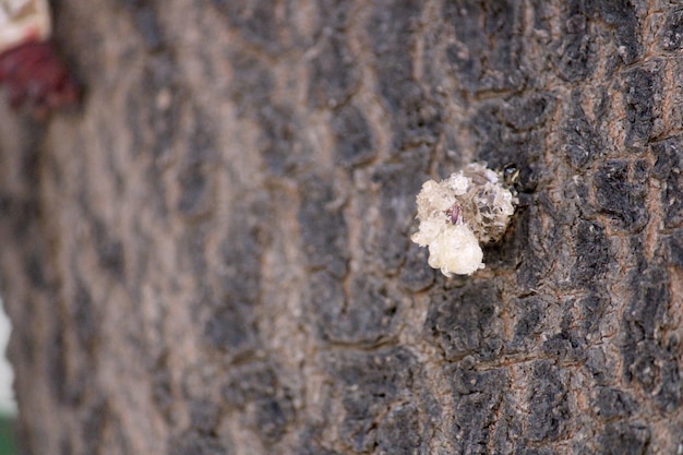 Guma na Neem Tree Hungund Karnataka