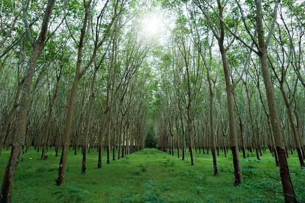 Gumowa plantacja w południe Tajlandia