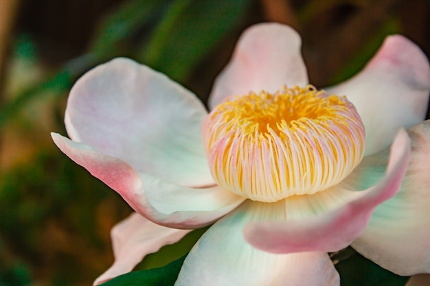 Gustavia gracillima, Biały gustavia, Biały kwiat.