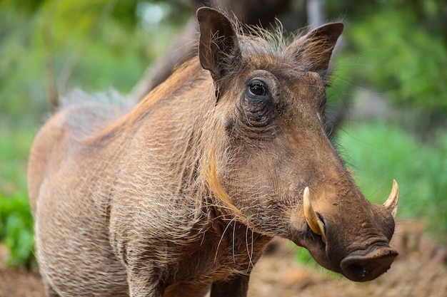 Guziec Z Rogiem Na Safari W Rpa