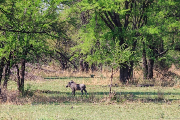 Guziec zwyczajny Phacochoerus africanus na sawannie w Parku Narodowym Serengeti w Tanzanii