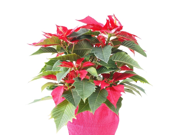 Gwiazda Bożonarodzeniowa Roślina Poinsettia Euphorbia Pulcherrima Czerwony Przepływ