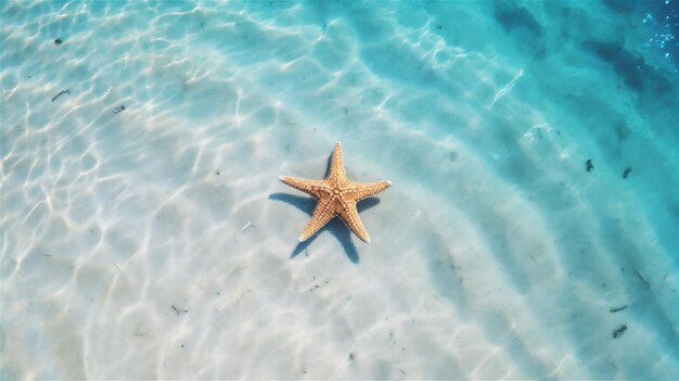 Zdjęcie gwiazda morska na białym piasku pod niebieską wodą oceanu latnie tło z przestrzenią do kopiowania