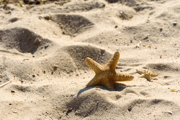 Gwiazda morska na piasku nad oceanem w ciepły letni dzień. Lato w tle