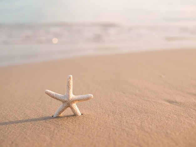 Gwiazda morska na plaży z morskim tłem