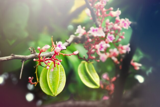 Gwiazdowy jabłczany owocowy obwieszenie z kwiatem na drzewie z lekkim skutkiem