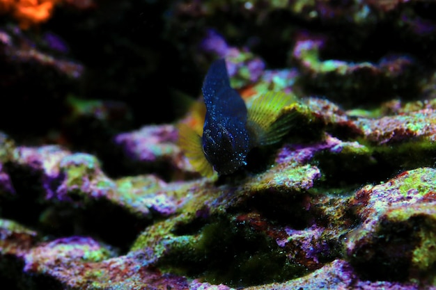 Gwiaździsta lub śnieżna ryba blenny w akwarium z rafą koralową
