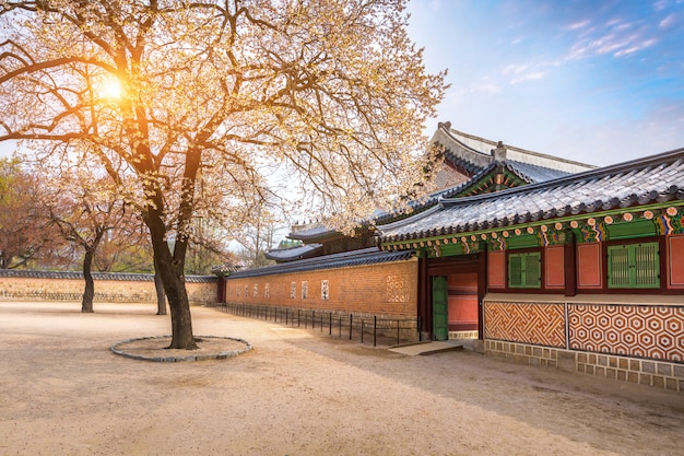 Gyeongbokgung Pałac Z Czereśniowego Okwitnięcia Drzewem W Wiosna Czasie W Seul Mieście Korea, Korea Południowa.