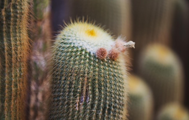 Gymnocalycium cactus Cactus backdround kaktusy lub wzór cactaceae