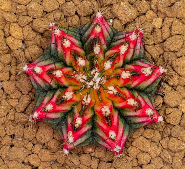 Zdjęcie gymnocalycium multicolor cactus taiwan clone to mieszanka czerwonej pomarańczowej zieleni z długimi kolcami