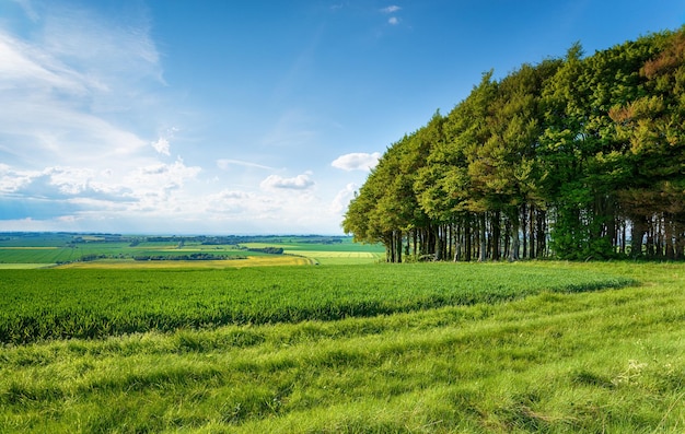 Hackpen Hill na Ridgeway