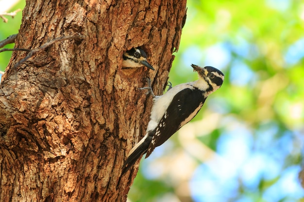 Hairy Woodpeckers Nesting