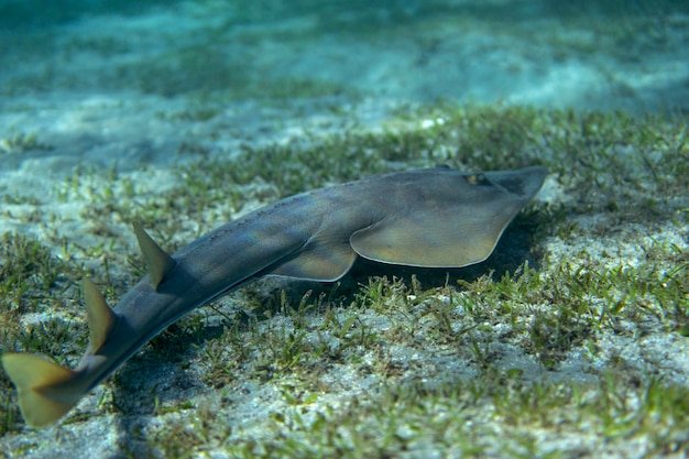 Zdjęcie halawi guitarfish pływanie pod wodą w morzu