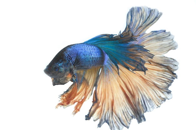 Halfmoon Betta Blue Walcząca Ryba