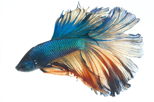 Halfmoon Betta Blue Walcząca Ryba