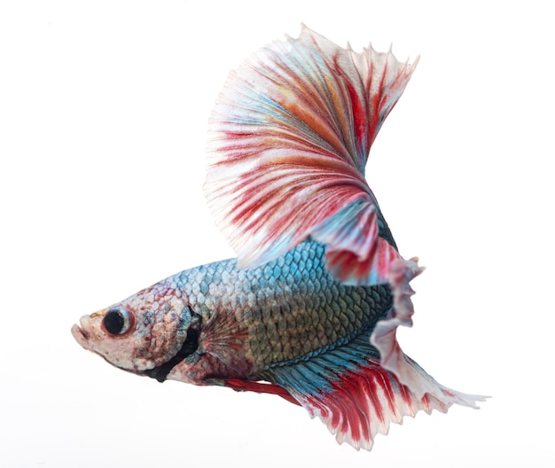 Halfmoon betta fish, bojownik syjamski, betta splendens