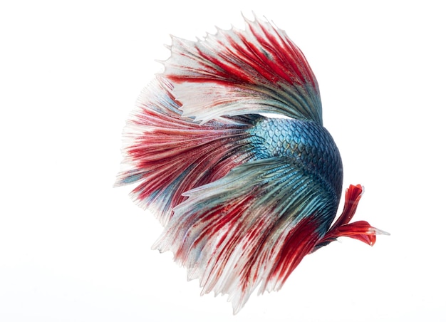 Halfmoon betta fish bojownik syjamski betta splendens