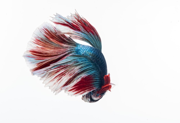 Halfmoon betta fish bojownik syjamski betta splendens