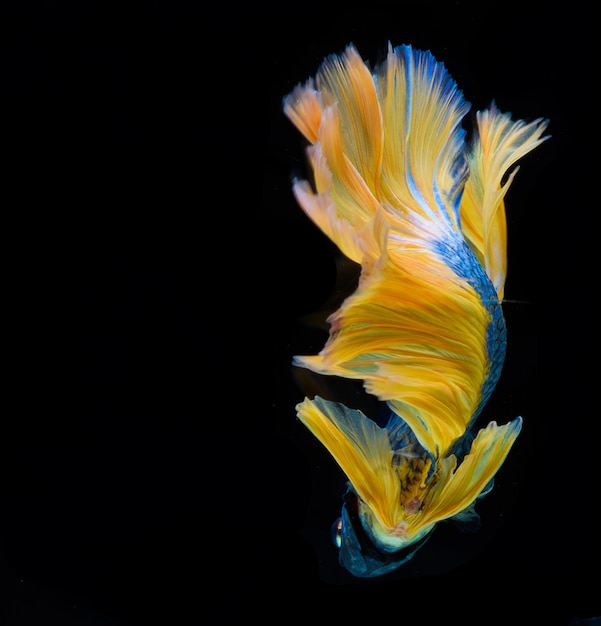 Halfmoon betta fish, bojownik syjamski, Capture moving of fish, Betta splendens