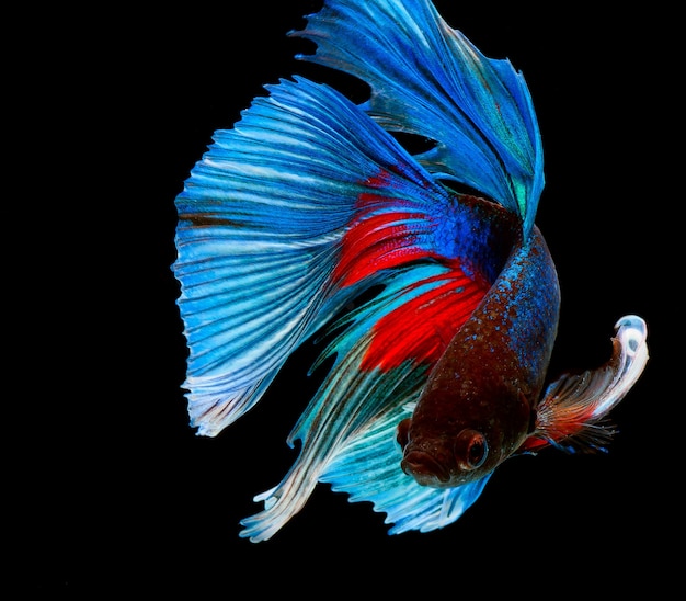 Halfmoon betta fish, bojownik syjamski, Capture moving of fish, Betta splendens