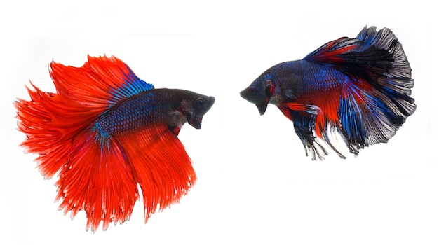 Halfmoon Betta Fish, Bojownik Syjamski, Capture Moving Of Fish, Betta Splendens