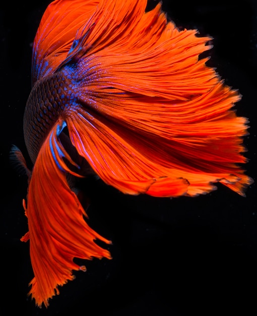 halfmoon betta fish, bojownik syjamski, chwytanie ryb, betta splendens