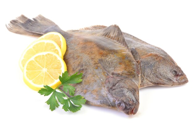 Halibut na białym tle