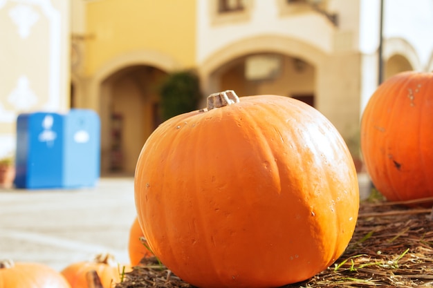 Halloween dynia jack-o-latern