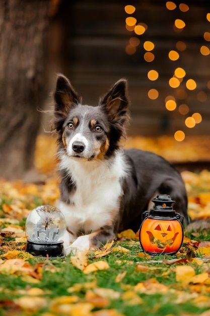 Halloween i Święta Dziękczynienia Pies z dyniami w lesie Pies rasy Border Collie