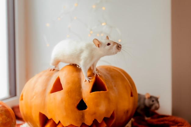 Halloween Szczur i dynia Szczur i dynia na Halloween Dekoracyjny szczur Jesienne kolory
