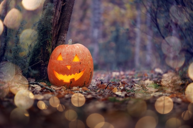 Halloween tło z dynią latarniową o jack