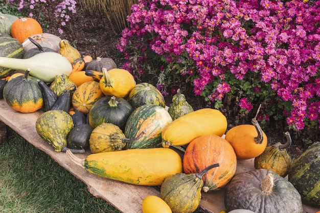 Halloweenowa dekoracja dyni i chryzantemy jesiennej