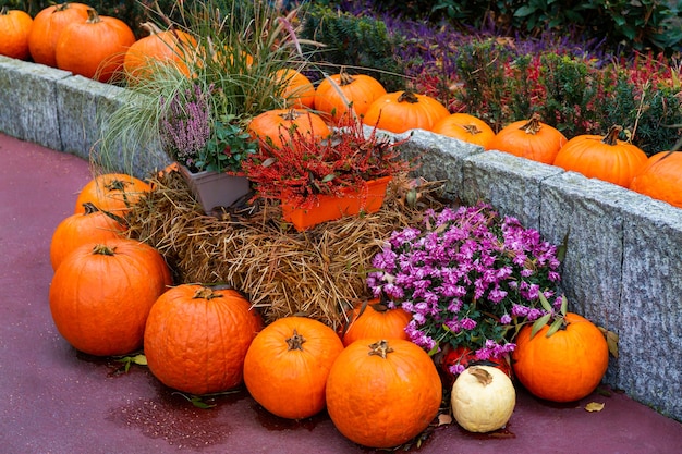 Halloweenowa dekoracja uliczna. Pomarańczowe dynie i kwiaty w wiadrze. Dziękczynienia dekoracji domu i ogrodu na wakacje.