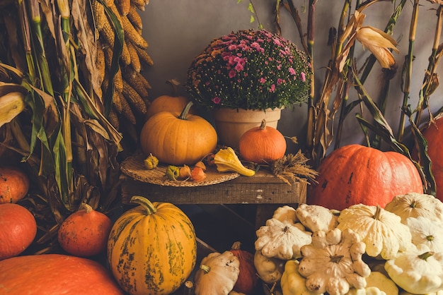 Halloweenowa i dziękczynna jesienna dekoracja z różnymi suszonymi dyniami kolbami kukurydzy i jesienią